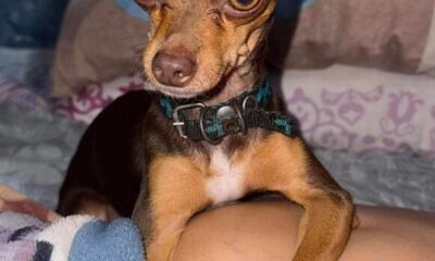 (+VIDEO) Muere Antonella tras complicaciones posteriores a una cirugía; su dueña denuncia presunta negligencia veterinaria