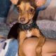 (+VIDEO) Muere Antonella tras complicaciones posteriores a una cirugía; su dueña denuncia presunta negligencia veterinaria