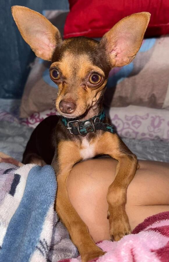 (+VIDEO) Muere Antonella tras complicaciones posteriores a una cirugía; su dueña denuncia presunta negligencia veterinaria