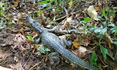 Reubican más cocodrilos y boas al parque Jaguaroundi