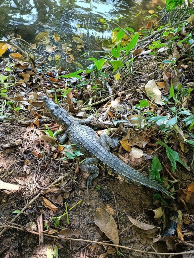Reubican más cocodrilos y boas al parque Jaguaroundi