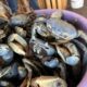 Concluye veda del cangrejo azul; llaman a respetar a la especie para recuperar su población