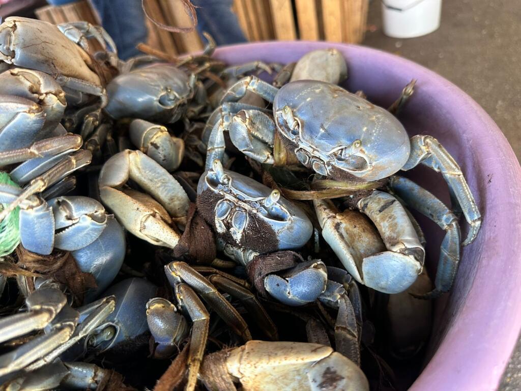 Concluye veda del cangrejo azul; llaman a respetar a la especie para recuperar su población