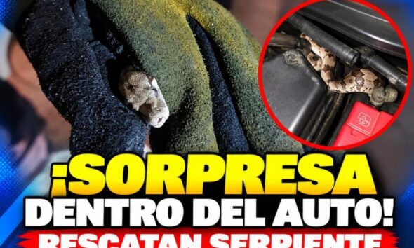 ¡Sorpresa dentro del auto! Rescatan serpiente en Minatitlán