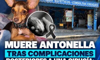 (+VIDEO) Muere Antonella tras complicaciones posteriores a una cirugía; su dueña denuncia presunta negligencia veterinaria