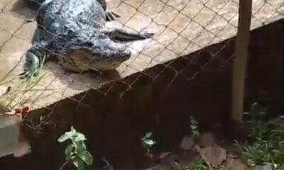 Cosoleacaque prepara curso sobre manejo de cocodrilos ante aumento de avistamientos en el sur de Veracruz