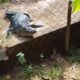 Cosoleacaque prepara curso sobre manejo de cocodrilos ante aumento de avistamientos en el sur de Veracruz