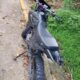 Dejan abandonada una Italika tras no poder arrancarla en La Colmena
