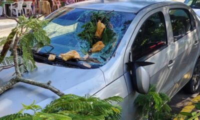 Rama de árbol cae sobre automóvil estacionado en el Centro de Coatzacoalcos