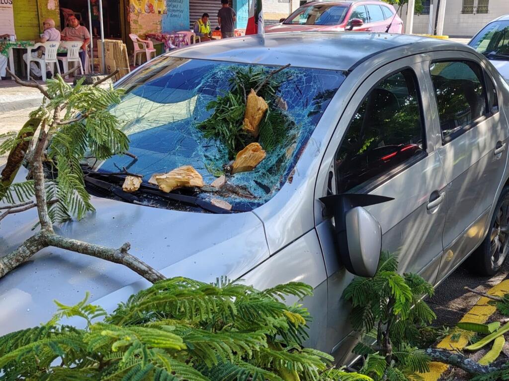 Rama de árbol cae sobre automóvil estacionado en el Centro de Coatzacoalcos