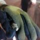 ¡Sorpresa dentro del auto! Rescatan serpiente en Minatitlán