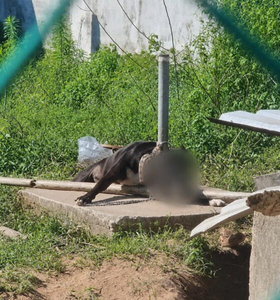 Un paso adelante para el bienestar y la protección animal en Coatzacoalcos: Pedro Miguel Rosaldo