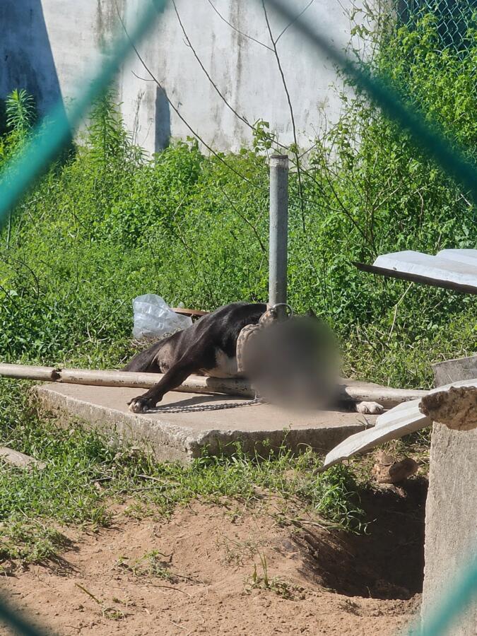 Un paso adelante para el bienestar y la protección animal en Coatzacoalcos: Pedro Miguel Rosaldo