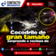 Cocodrilo de gran tamaño sorprende a vecinos de Nanchital