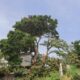 Atienden reporte ciudadano y eliminan riesgo por árbol en la colonia Obrera