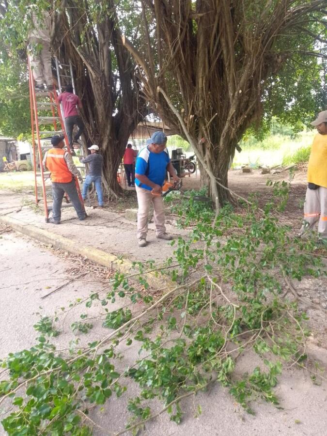 Realiza Gobierno Municipal poda preventiva en avenida Reyes Azteca