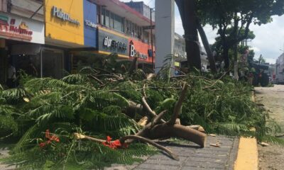 Realizan poda y desmorre de árboles en el Centro de Coatzacoalcos