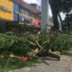 Realizan poda y desmorre de árboles en el Centro de Coatzacoalcos
