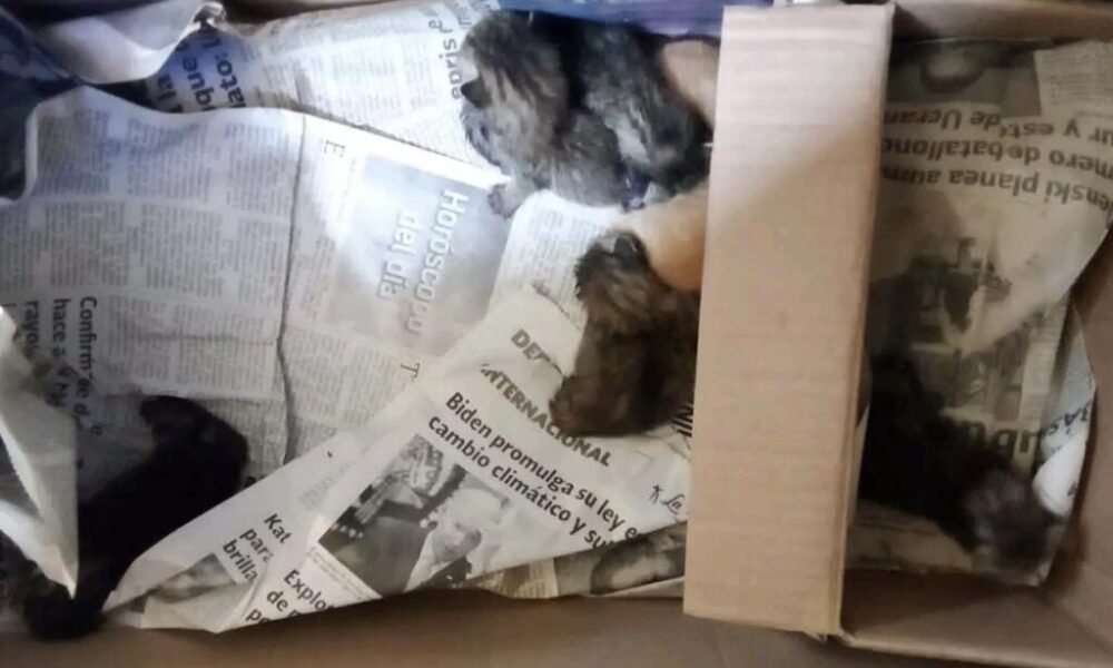 Denuncian presunto envenenamiento masivo de gatos en Minatitlán