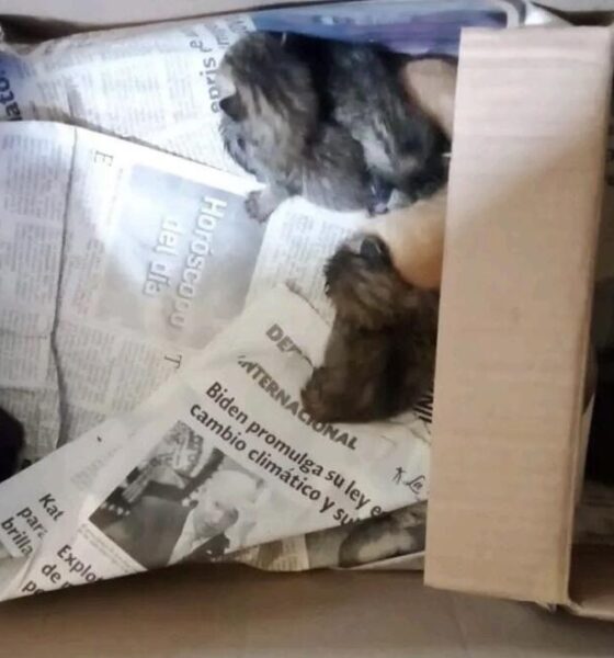 Denuncian presunto envenenamiento masivo de gatos en Minatitlán