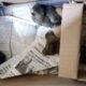Denuncian presunto envenenamiento masivo de gatos en Minatitlán