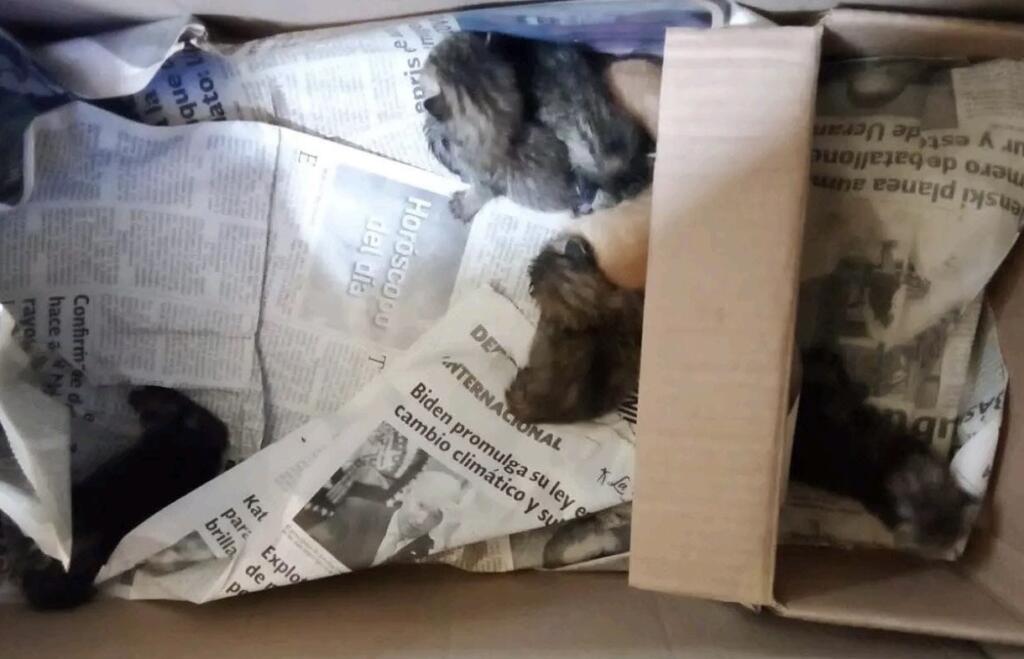 Denuncian presunto envenenamiento masivo de gatos en Minatitlán
