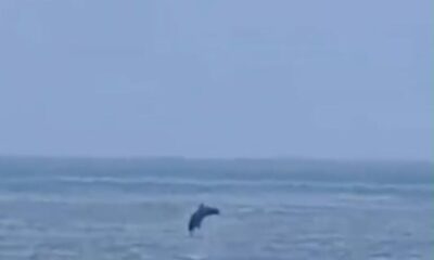 Delfines sorprenden frente a las costas de Coatzacoalcos