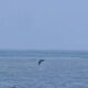 Delfines sorprenden frente a las costas de Coatzacoalcos