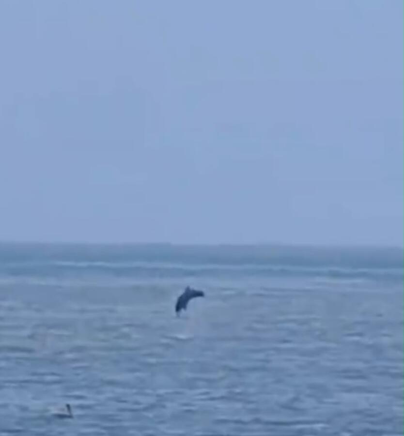 Delfines sorprenden frente a las costas de Coatzacoalcos