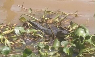 Cocodrilo y nutria, visitantes frecuentes del mercado de mariscos de Coatzacoalcos