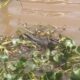 Cocodrilo y nutria, visitantes frecuentes del mercado de mariscos de Coatzacoalcos