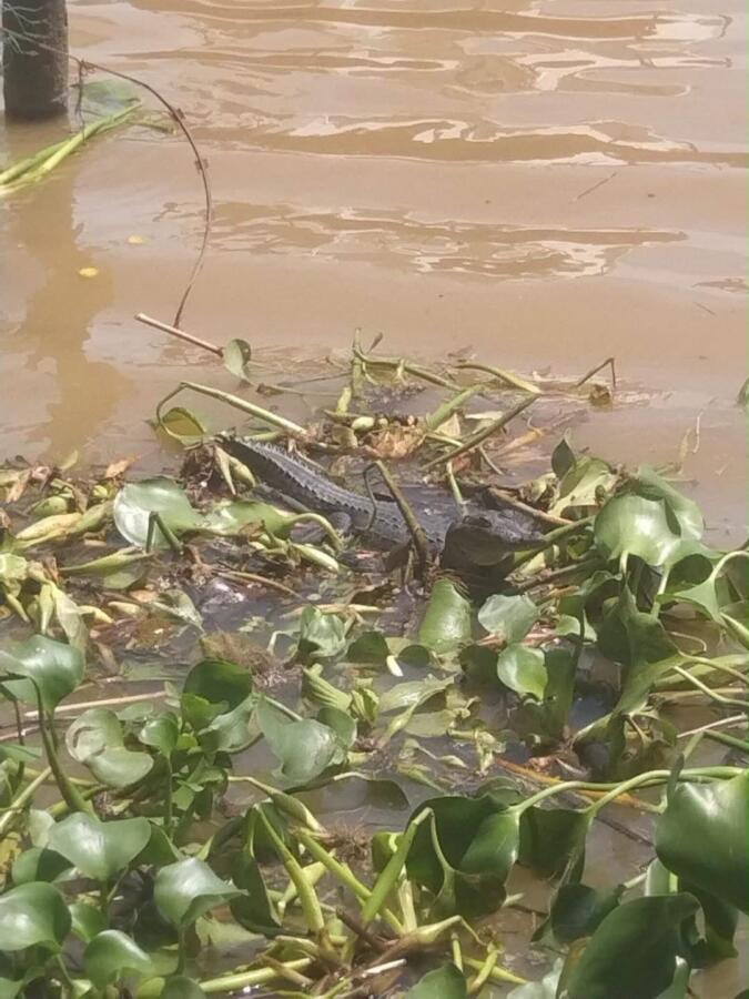 Cocodrilo y nutria, visitantes frecuentes del mercado de mariscos de Coatzacoalcos