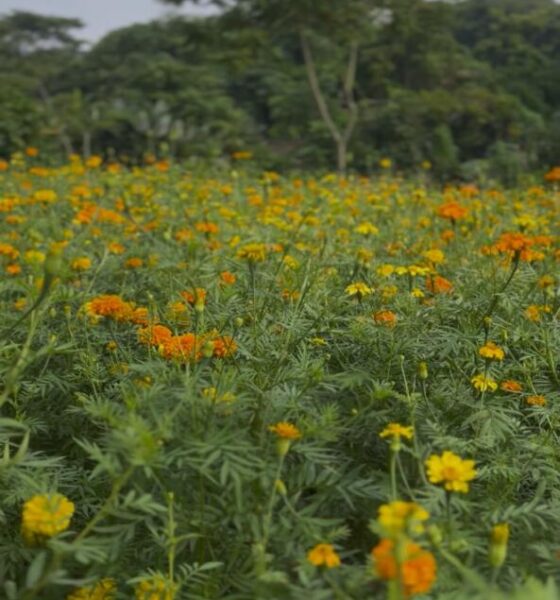 (+VÍDEO) Familia de minatitlán cultiva 10 mil plantas de cempasúchil y mano de león