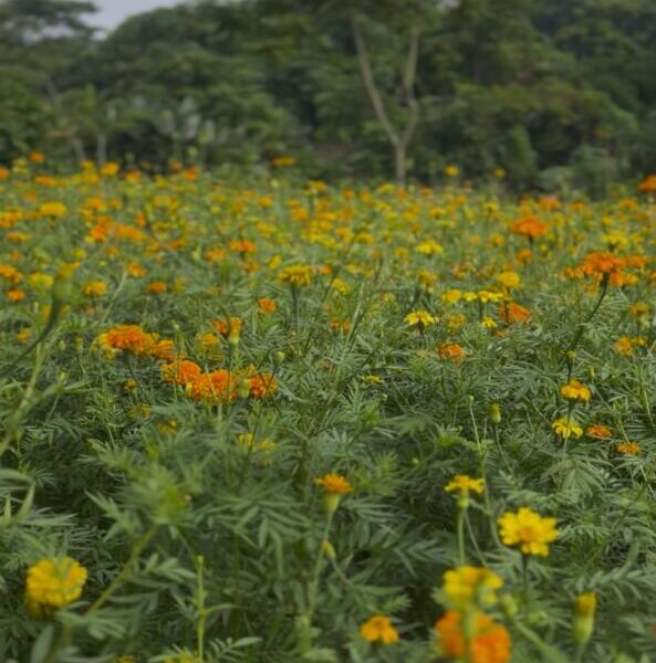 (+VÍDEO) Familia de minatitlán cultiva 10 mil plantas de cempasúchil y mano de león