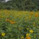 (+VÍDEO) Familia de minatitlán cultiva 10 mil plantas de cempasúchil y mano de león