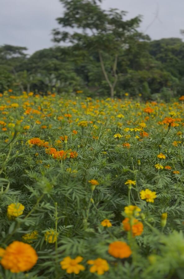 (+VÍDEO) Familia de minatitlán cultiva 10 mil plantas de cempasúchil y mano de león