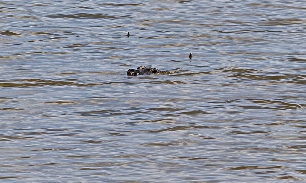 Alertan por cocodrilo de más de dos metros cerca de viviendas en Capoacan