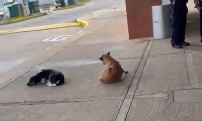 Denuncian presunto maltrato a perritos en Plaza Forum de Coatzacoalcos