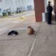 Denuncian presunto maltrato a perritos en Plaza Forum de Coatzacoalcos