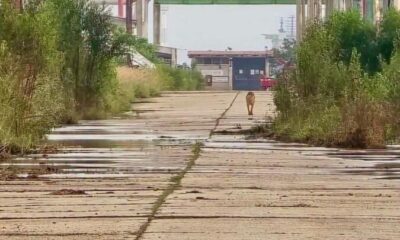 Presunto jaguar es captado en zona industrial de Pajaritos, Coatzacoalcos