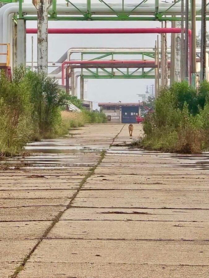 Presunto jaguar es captado en zona industrial de Pajaritos, Coatzacoalcos