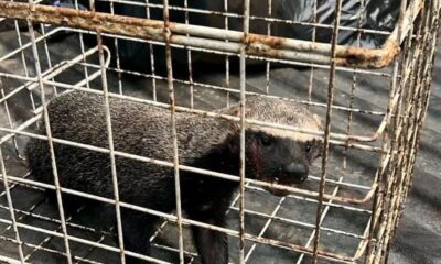 Rescatan en Capoacan a un grisón, especie amenazada en México