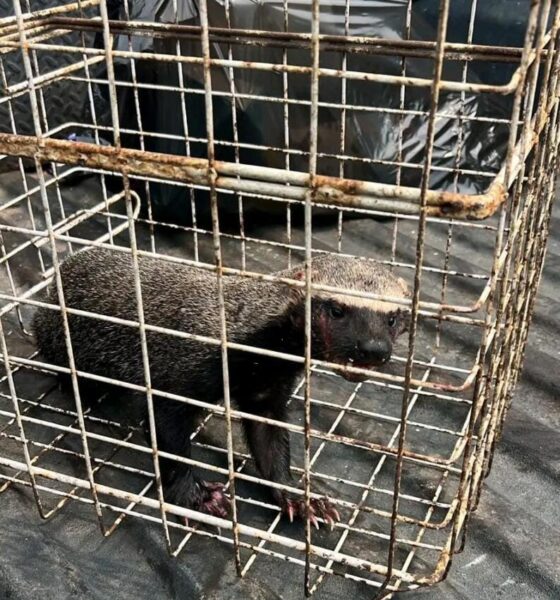 Rescatan en Capoacan a un grisón, especie amenazada en México