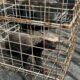 Rescatan en Capoacan a un grisón, especie amenazada en México