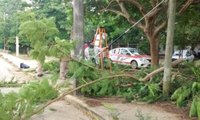 Gobierno de Minatitlán refuerza trabajos de poda y limpieza en la colonia Rosalinda
