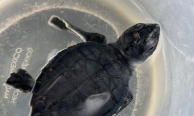 Coatzacoalcos canaliza cría de tortuga marina para recibir atención especializada