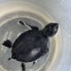 Coatzacoalcos canaliza cría de tortuga marina para recibir atención especializada