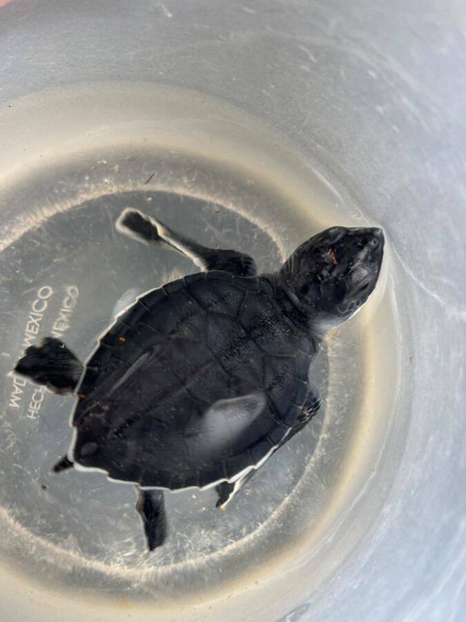 Coatzacoalcos canaliza cría de tortuga marina para recibir atención especializada