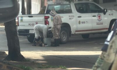 Ataque de enjambre de abejas deja siete lesionados, uno de gravedad, en el centro de Coatzacoalcos