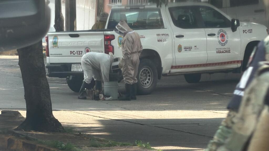 Ataque de enjambre de abejas deja siete lesionados, uno de gravedad, en el centro de Coatzacoalcos